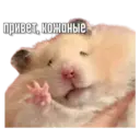 স্টিকার