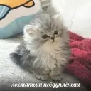 Կպչուն պիտակ