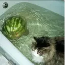 Կպչուն պիտակ