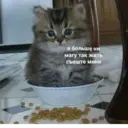 Կպչուն պիտակ