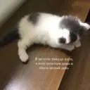 Կպչուն պիտակ