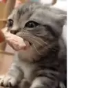 Կպչուն պիտակ