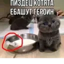 Կպչուն պիտակ