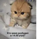 Կպչուն պիտակ