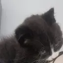 ஸ்டிக்கர்