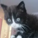 ஸ்டிக்கர்