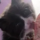 ஸ்டிக்கர்