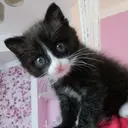 ஸ்டிக்கர்