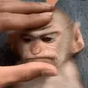 Կպչուն պիտակ