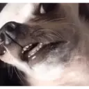 স্টিকার