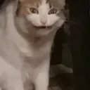 স্টিকার