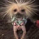 স্টিকার