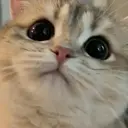 স্টিকার