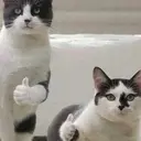 স্টিকার