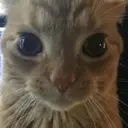 স্টিকার