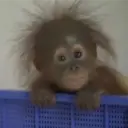 স্টিকার