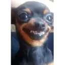 স্টিকার