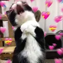 স্টিকার