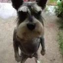 স্টিকার