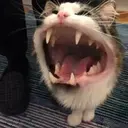 স্টিকার