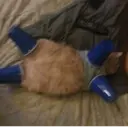 ஸ்டிக்கர்