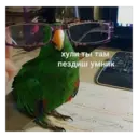 ஸ்டிக்கர்