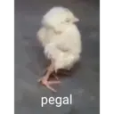 স্টিকার