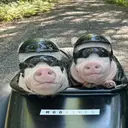 ស្ទីកเกอร์