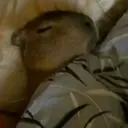 Կպչուն պիտակ