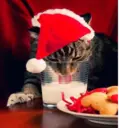 Կպչուն պիտակ