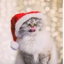 Կպչուն պիտակ