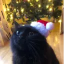 Կպչուն պիտակ