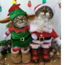 Կպչուն պիտակ