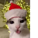 Կպչուն պիտակ