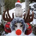 Կպչուն պիտակ