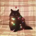 Կպչուն պիտակ