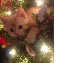 Կպչուն պիտակ