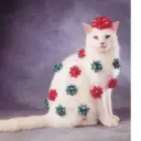 Կպչուն պիտակ