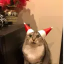 Կպչուն պիտակ