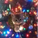 Կպչուն պիտակ