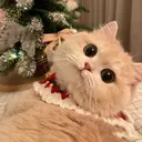 Կպչուն պիտակ