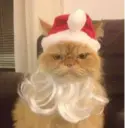 Կպչուն պիտակ