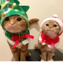 Կպչուն պիտակ