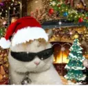 Կպչուն պիտակ