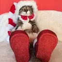 Կպչուն պիտակ