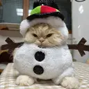 Կպչուն պիտակ