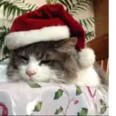 Կպչուն պիտակ