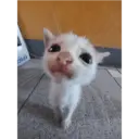 ஸ்டிக்கர்