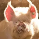 স্টিকার