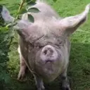 স্টিকার